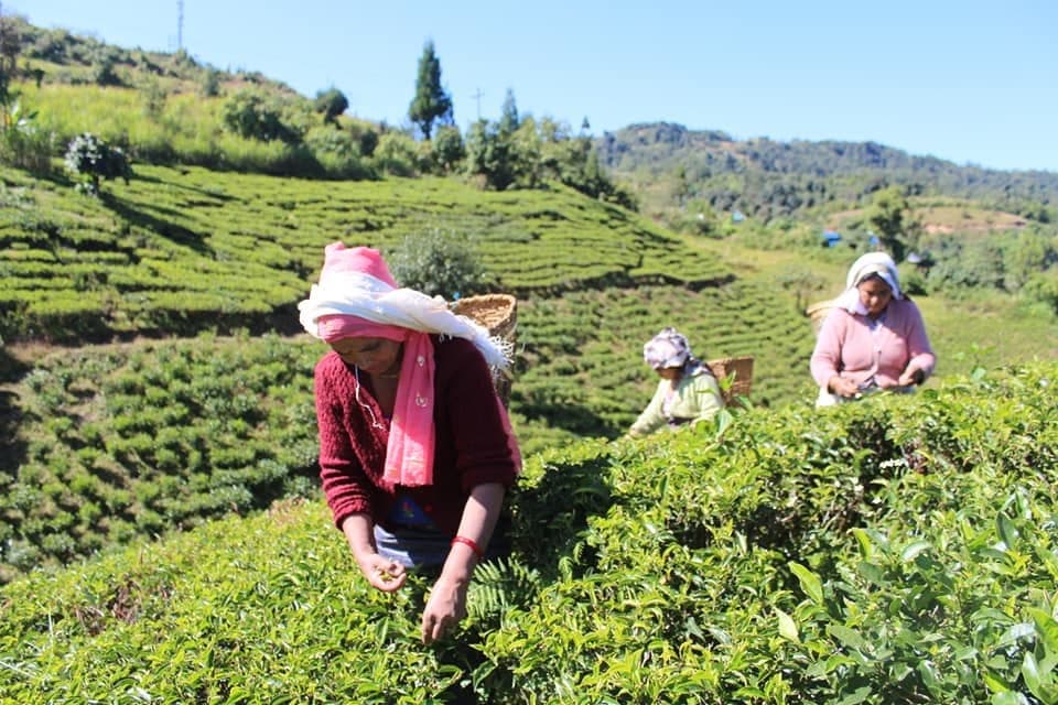 Hand-plucking tea leaves in the Sakhejung garden