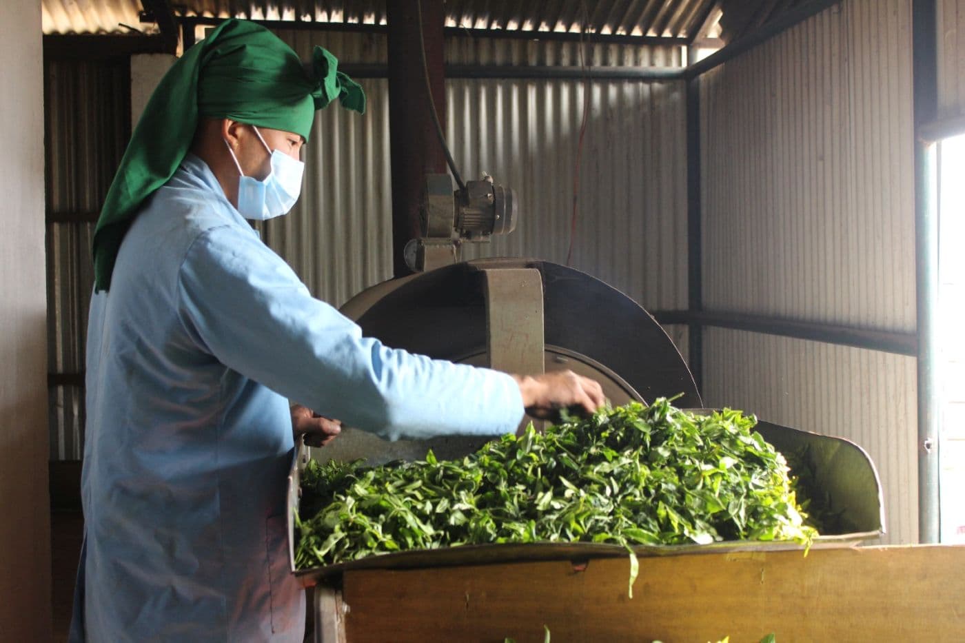 Employee working in the Sakhejung tea factory